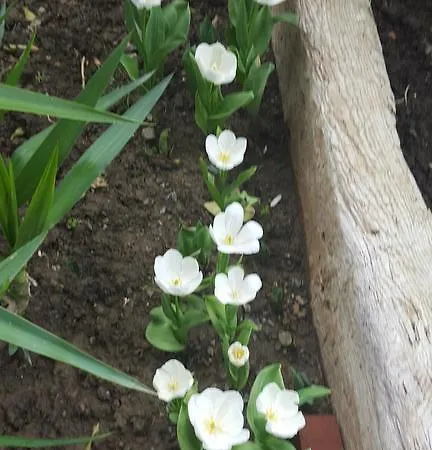 Karaelmas