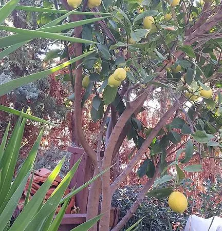 Karaelmas Siğacık