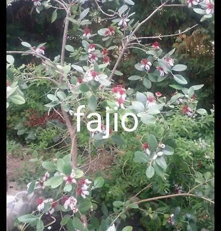 Karaelmas Daire *